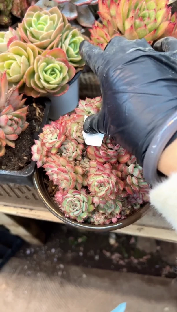 紫*多肉植物一物一拍09384