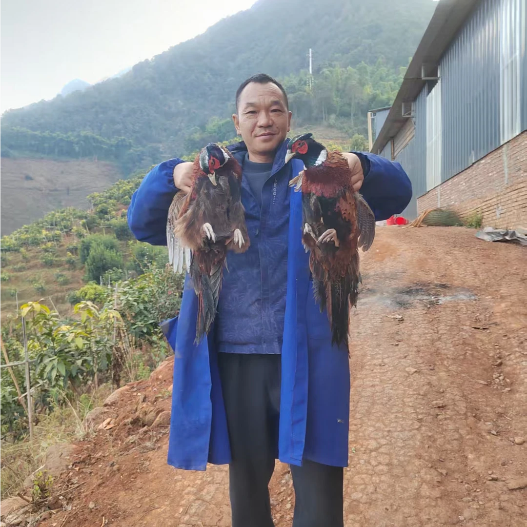 林下生态养殖雉诚七彩山鸡肉1000g装/一件（顺丰包邮）