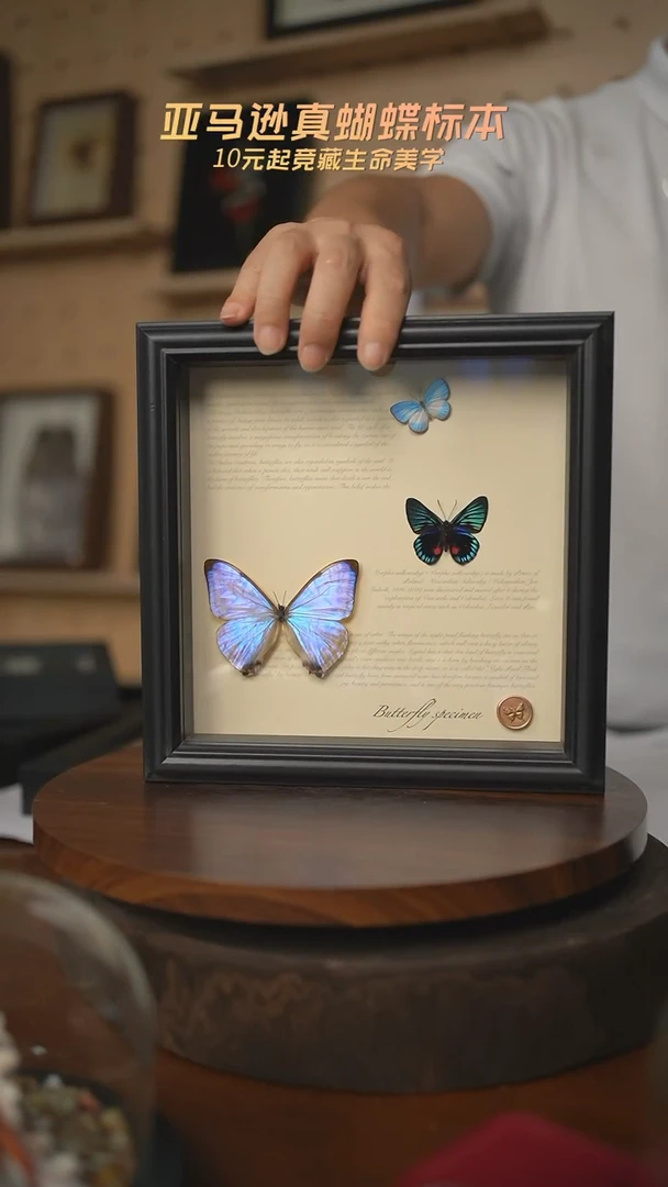 蝴蝶标本摆件b79
