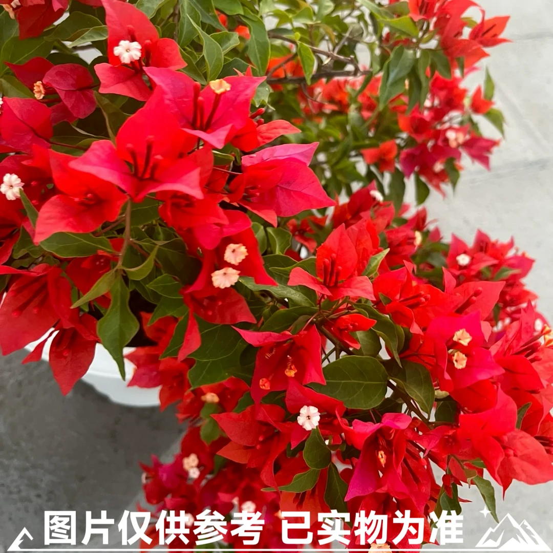 【热火桑巴】三角梅大苗带花苞易开花适合阳台庭院种植