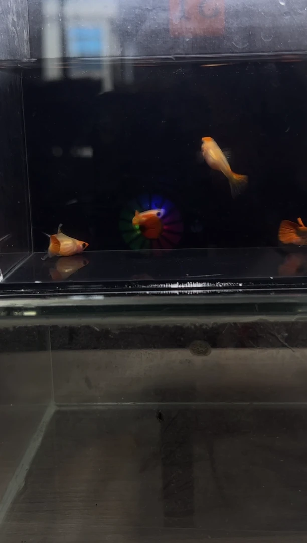 孔雀鱼黄肉蓝礼服跑红体