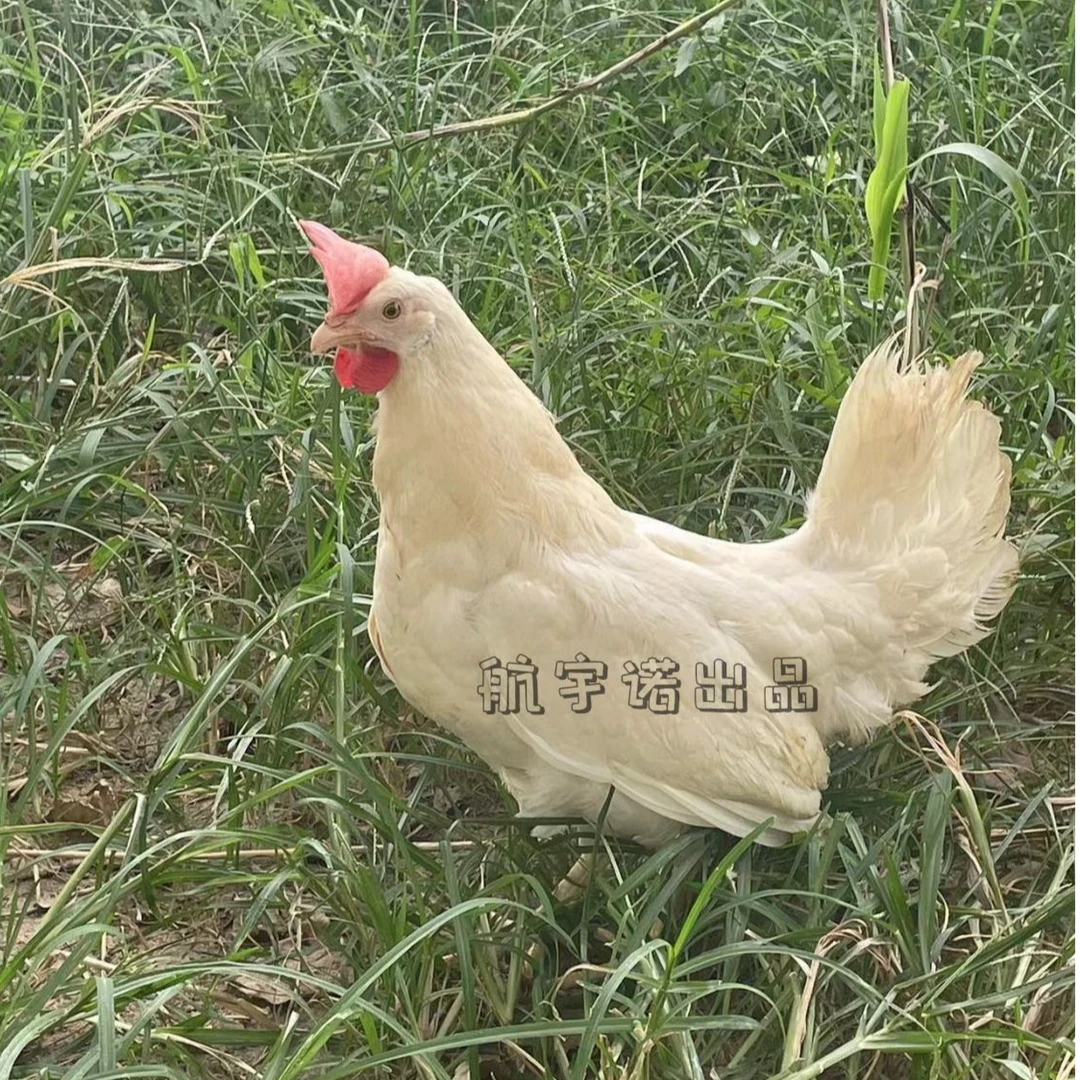 宠物鸡活体白来航开产中发货