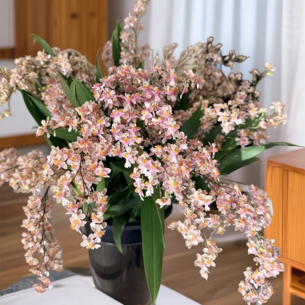 （光宗粉）梦香兰文心兰精品兰花带花苞有奶油香味花卉