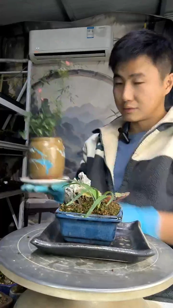 晚***呢中青园艺一物一拍花26