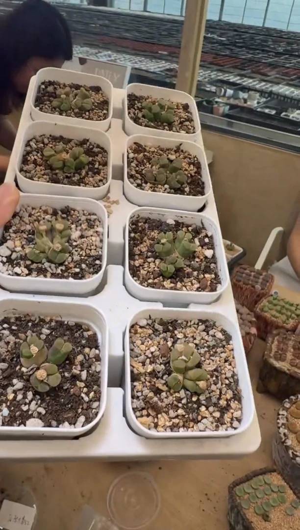 5-119多肉植物肉锥蜜桃气泡群生一颗