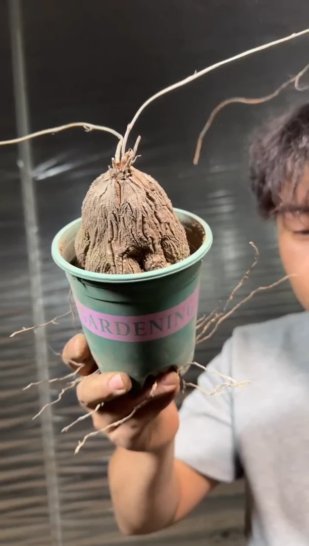 龟甲龙【带根】5-8cm