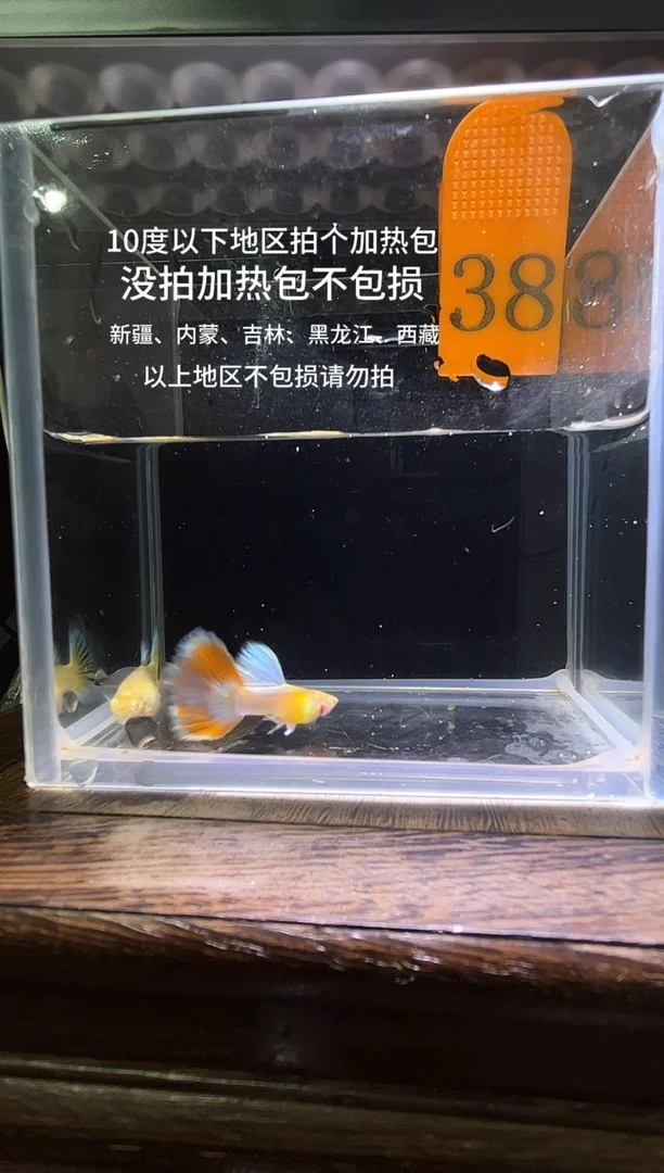 孔雀鱼蓝白半月38