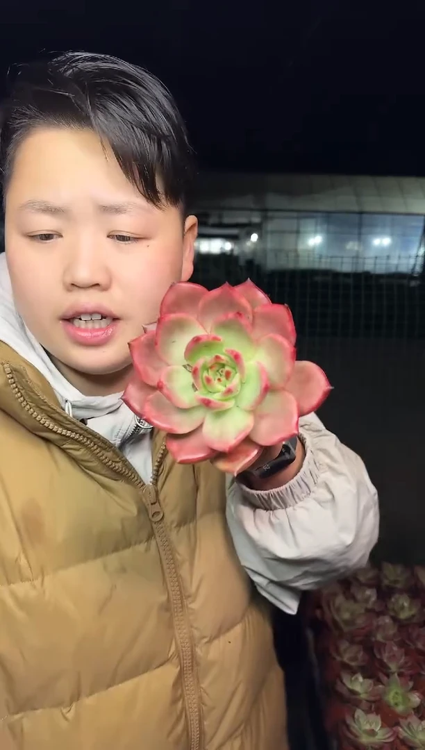 露养区阿姆斯壮3.88