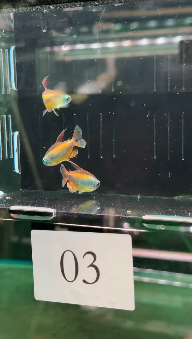 灯科鱼玛**呀03【二线刚果 约5cm】3条