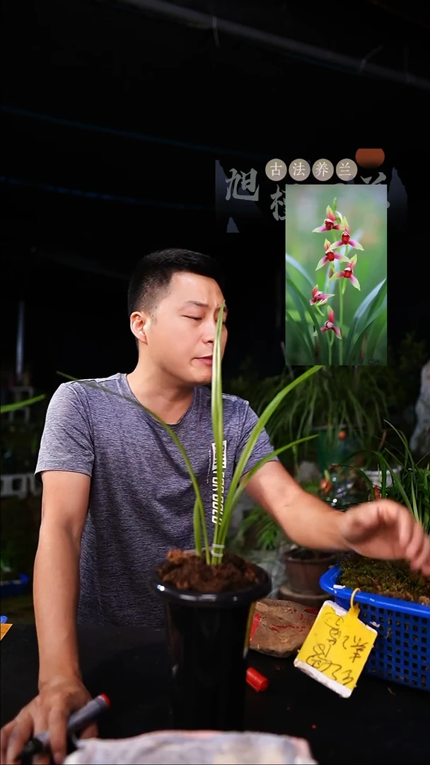 当前无花栽培后可以开花心***榆建兰国魂4叶带芽（一物一拍）