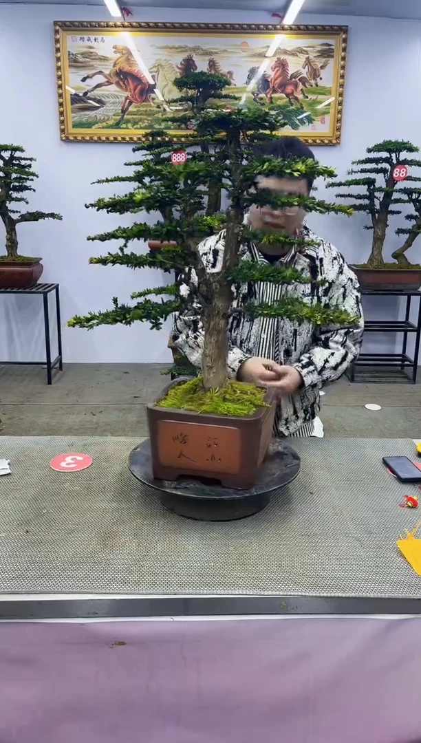 【闪购商品】八斗松/松类活物造型盆景，以直播间截图为啊啊