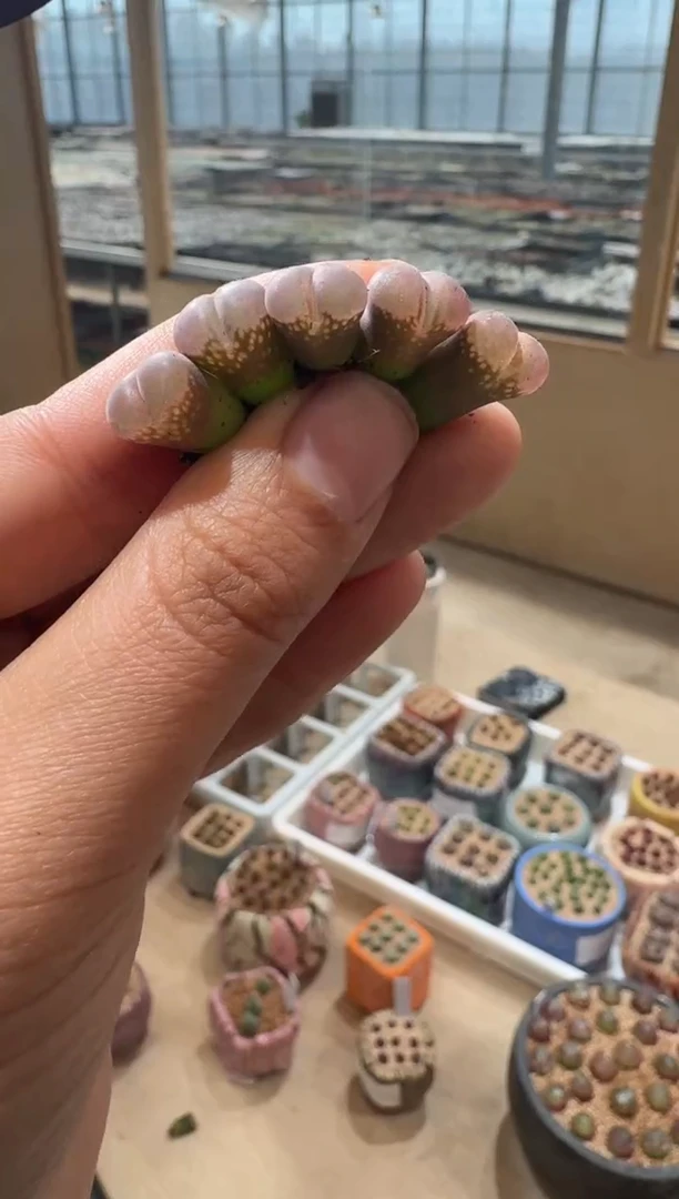 159多肉植物肉锥一颗