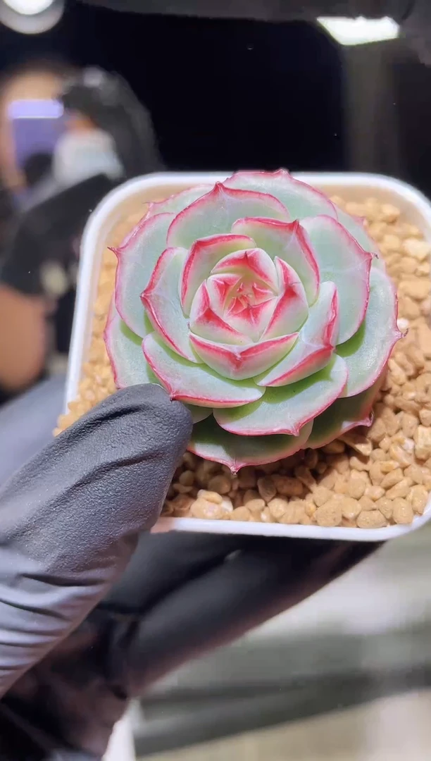 1320  心花怒放珍妮 3.5-4.0厘米左右 量拍