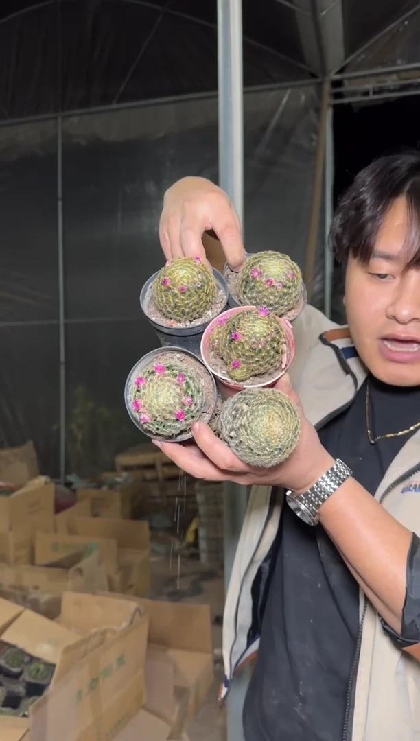 5颗 实生根 单头 明星