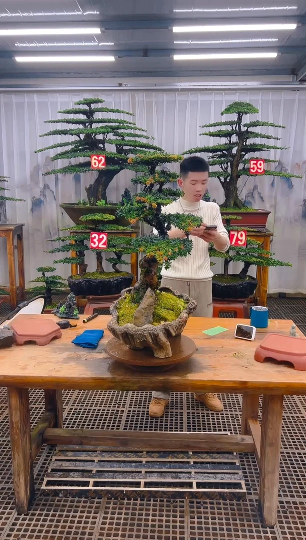 无花朵中**寓精品盆景直播间一物一拍