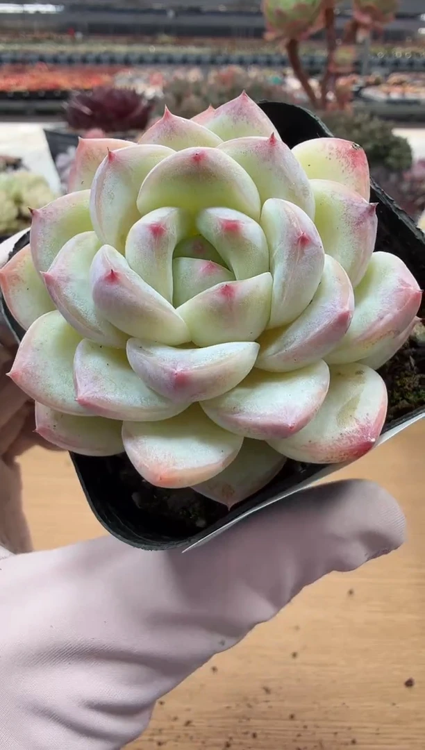 东云多肉园二店-76