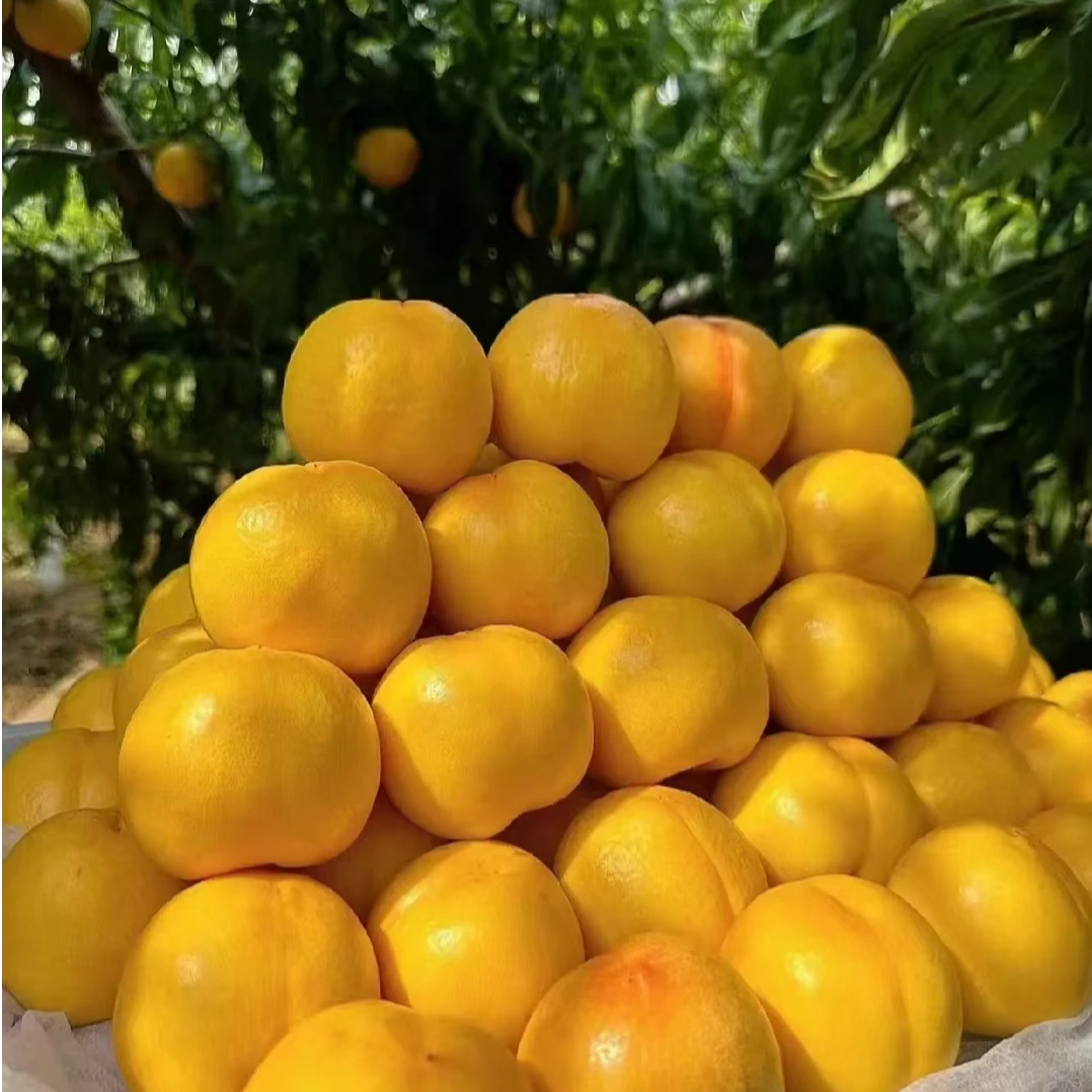 【陈书记带卖】应季芒果桃子 黄金蜜桃 2.9斤装 坏果包赔