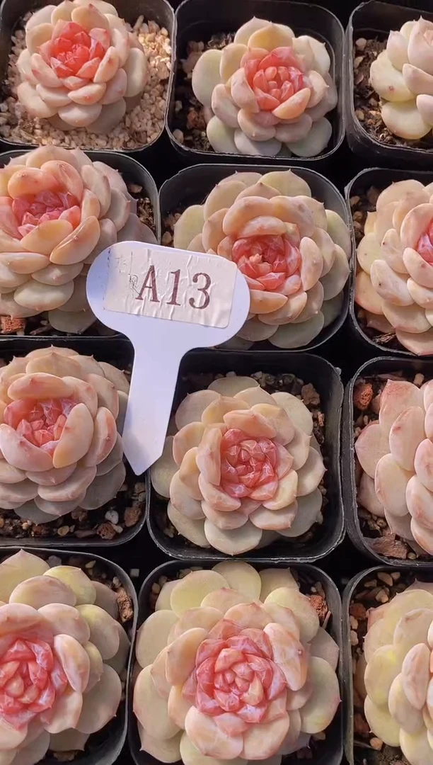 【闪购商品】A13-粉色蜜汁（量拍）