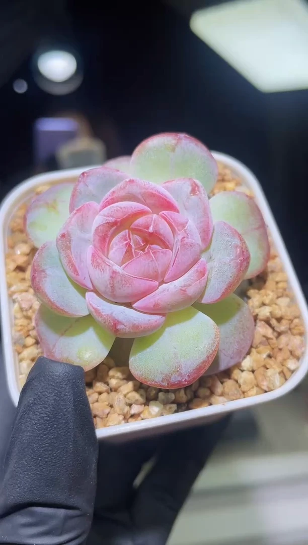 闪购2322  花青玫瑰多肉一颗