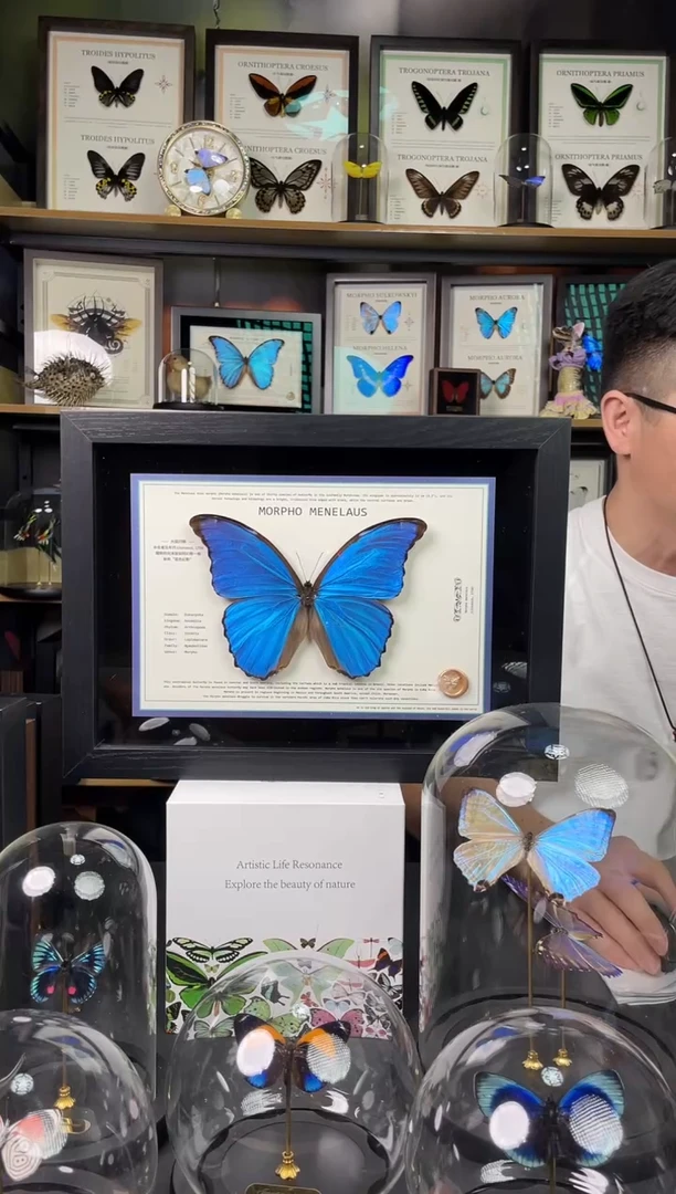 大蓝闪蝶-横向悬浮款【A4平面框】