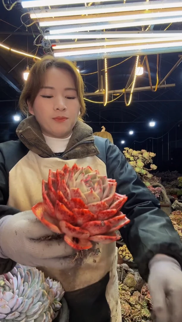 【闪购商品】146号一物一拍脱土包邮