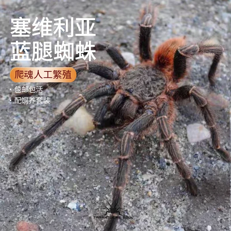 塞维利亚蓝腿宠物蜘蛛活体好养温顺爬魂人工繁殖秘鲁新种