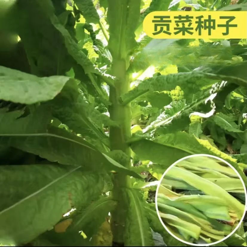 【贡菜种子】 四季种植盆栽地栽阳台小院种植