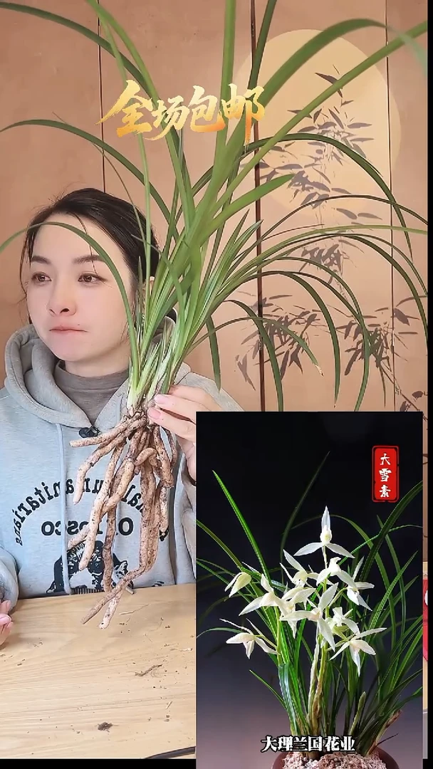 当前无花栽培后可以开花：大雪素