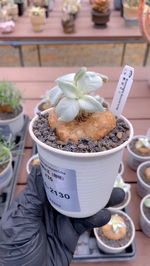 【闪购商品】断崖女王FA-2130