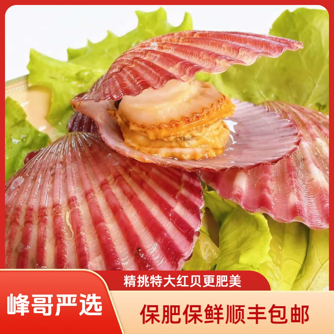 鲜活小红贝扇贝（免洗特大30只-80只装）鲜甜肥美鲜活顺丰发货保鲜