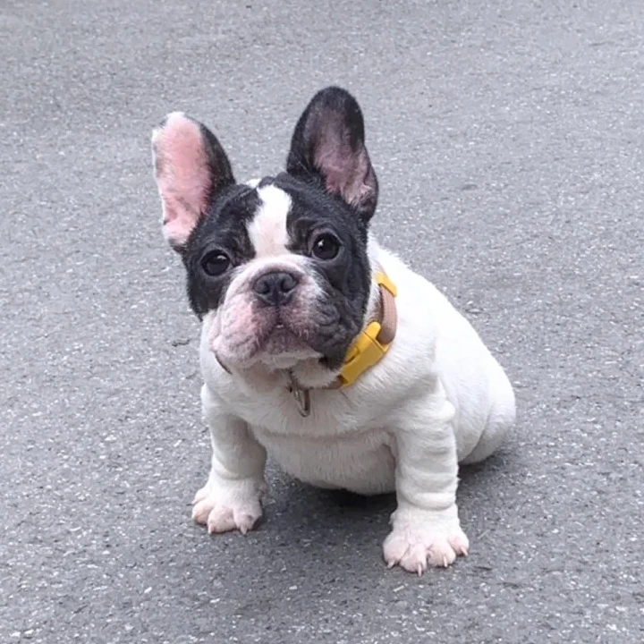 纯种法斗幼犬短小体型奶油色法国斗牛犬黑白蓝色法斗家养活体宠物