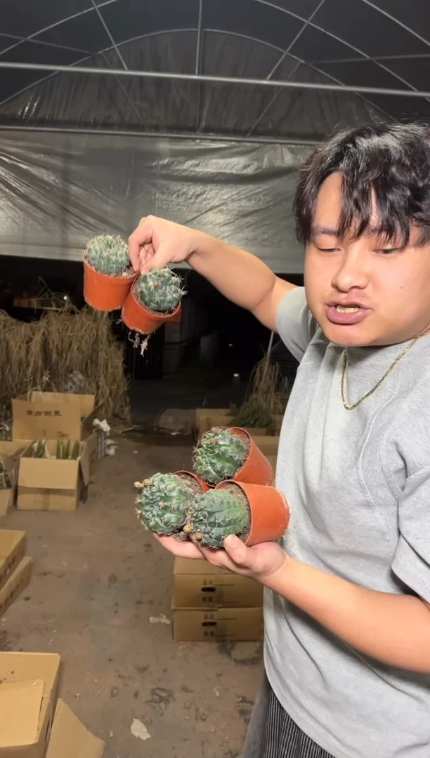 5颗 实生根 绯花玉 4-6cm