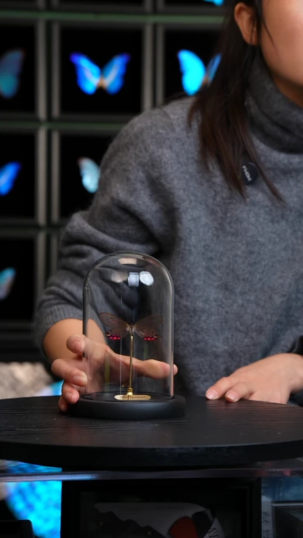 紫珠绡眼蝶小号玻璃罩