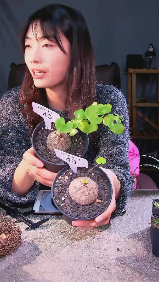 【闪购商品】南非龟甲龙2.11.40