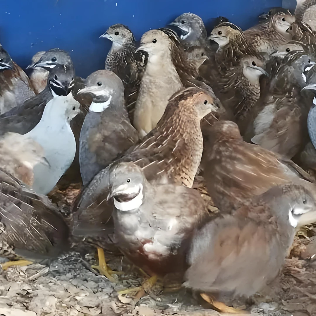 芦丁鸡宠物鸡，活体发货
