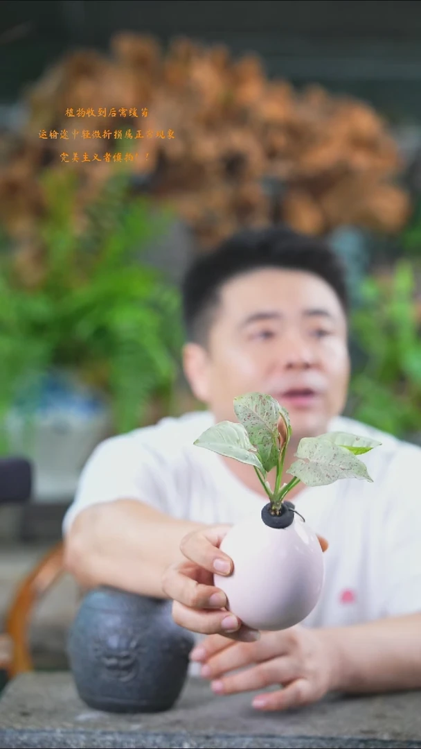 完全开放合果芋336+