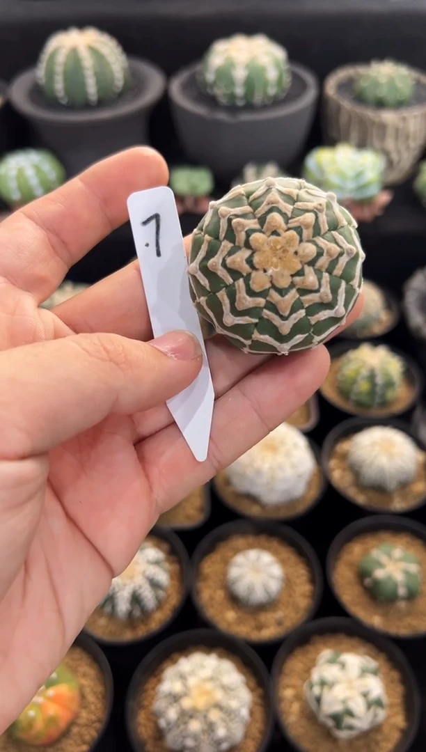 赛级海星琉璃V无盆土实生编码7