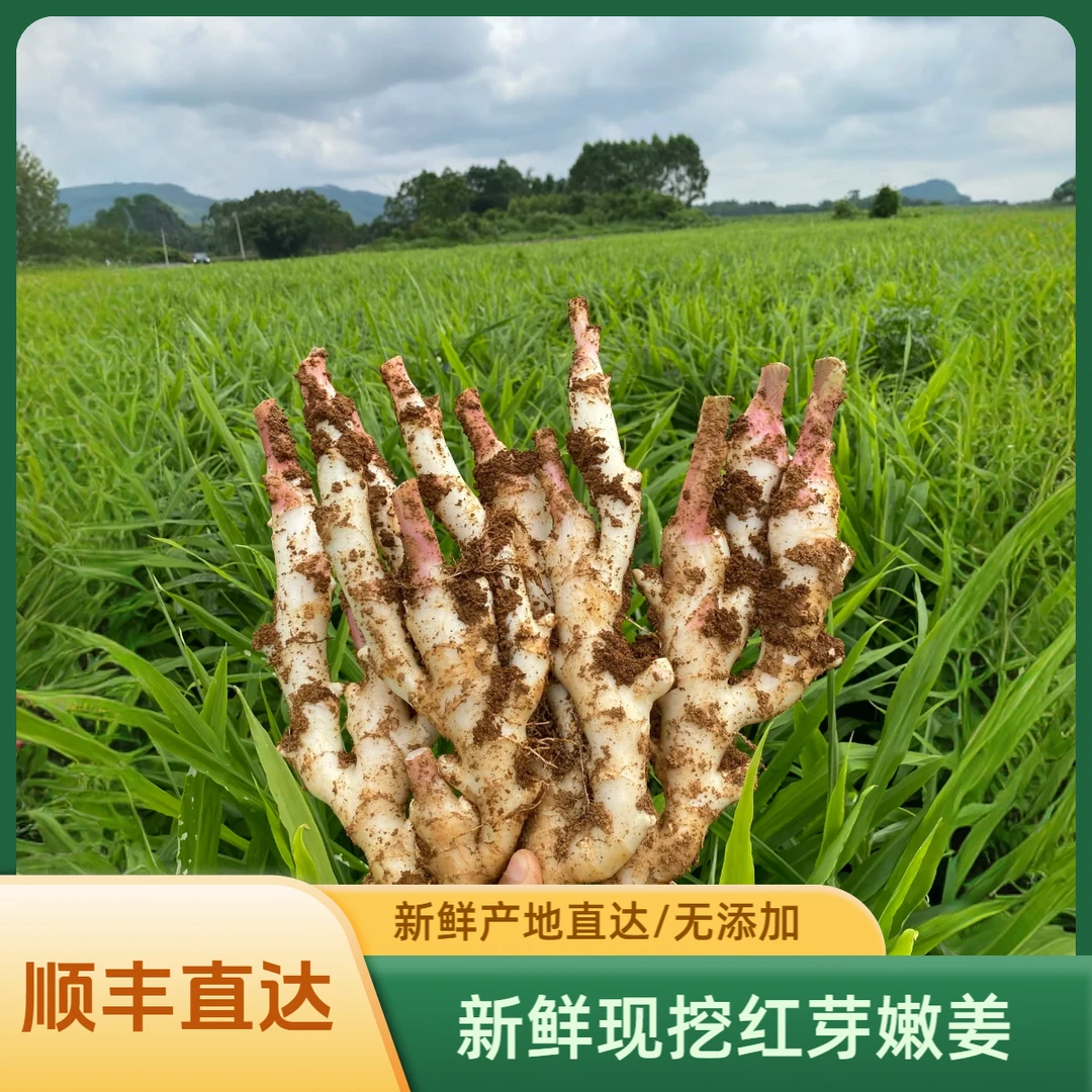 Y【生鲜专线嫩姜拍三送二】新鲜仔姜红芽嫩姜3/5斤广西北海现挖仔姜
