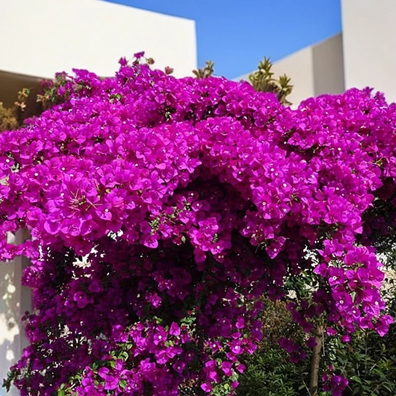 【安格斯】云南紫色三角梅盆栽阳台庭院楼顶篱笆墙四季开花