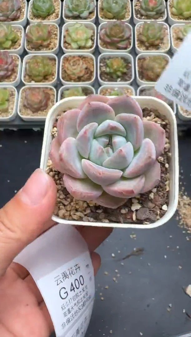 399G云禹多肉植物 脱土纸巾打包 3颗包邮