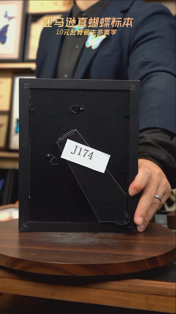 双***头安东尼斯闪蝶标本j174