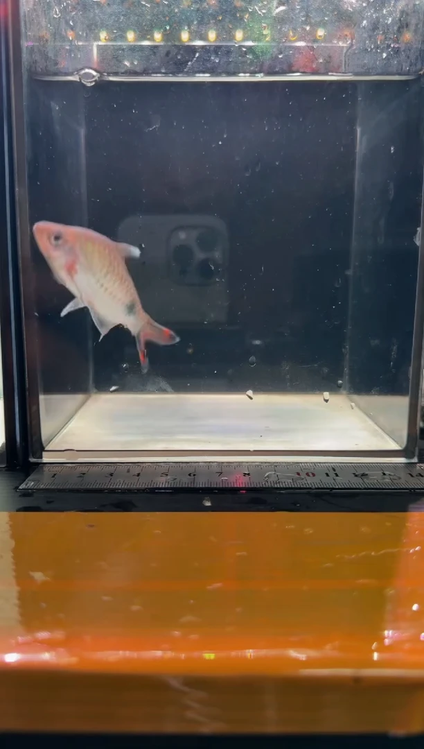 海水鱼梦幻黑影道人