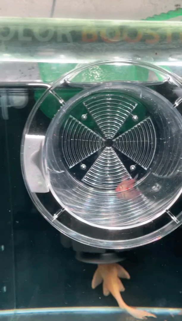 灯科鱼4条皇后凯莉，4条电光dy