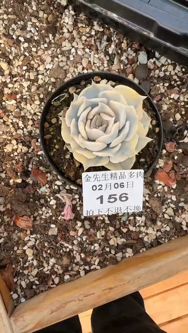 【闪购商品】0206-156丽娜莲锦