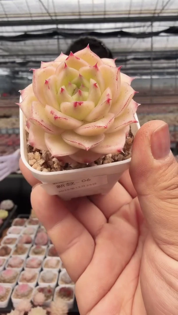 东云多肉园新款-06