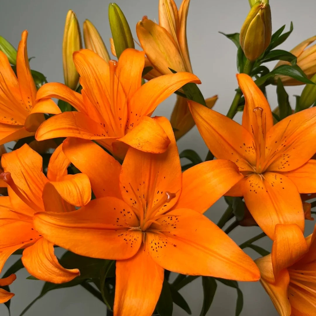 【亚洲百合】穿梭 亚百合＃亚百合#基地直发＃鲜切花＃小清新