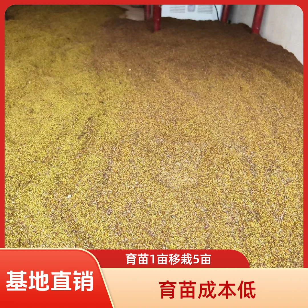 夏禹林基地直销优质四川黄连鸡爪连已催芽新种子南洋杉出芽率高