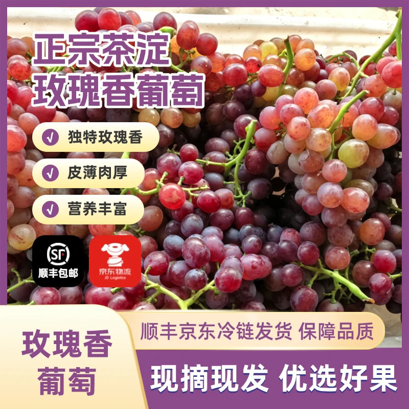 【净重】天津汉沽茶淀玫瑰香葡萄鲜水果优质正宗肉厚纯甜生鲜有籽
