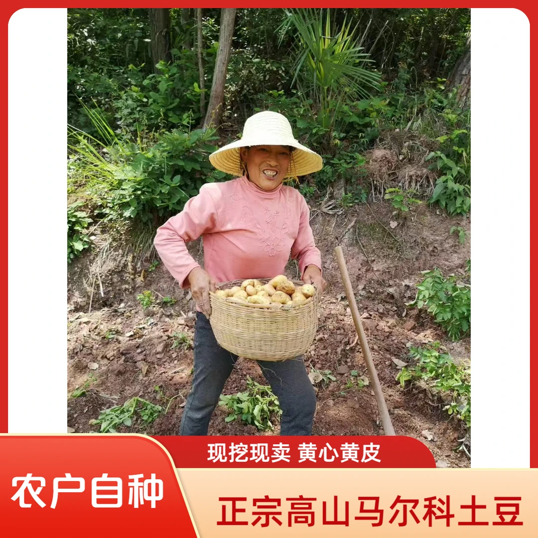 正宗湖北马尔科 黄心黄皮  高山老品种 土豆 粉糯  农户现挖现卖