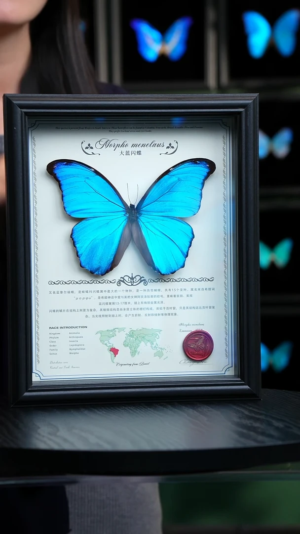 大蓝闪蝶中英文地图款红色火漆印章